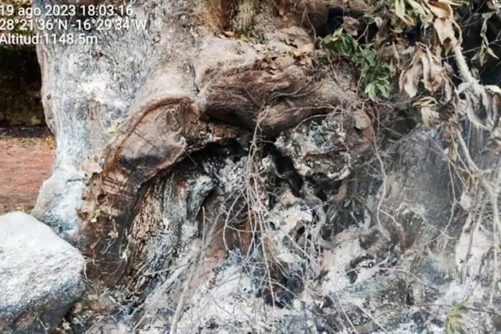 Jahrhundertealter Kastanienbaum durch Teneriffa-Brand irreparabel geschädigt