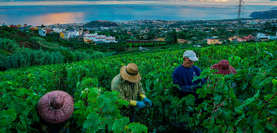 Suertes del Marqués aus Teneriffa gehört zu den 100 besten Weinkellereien der Welt 2023.