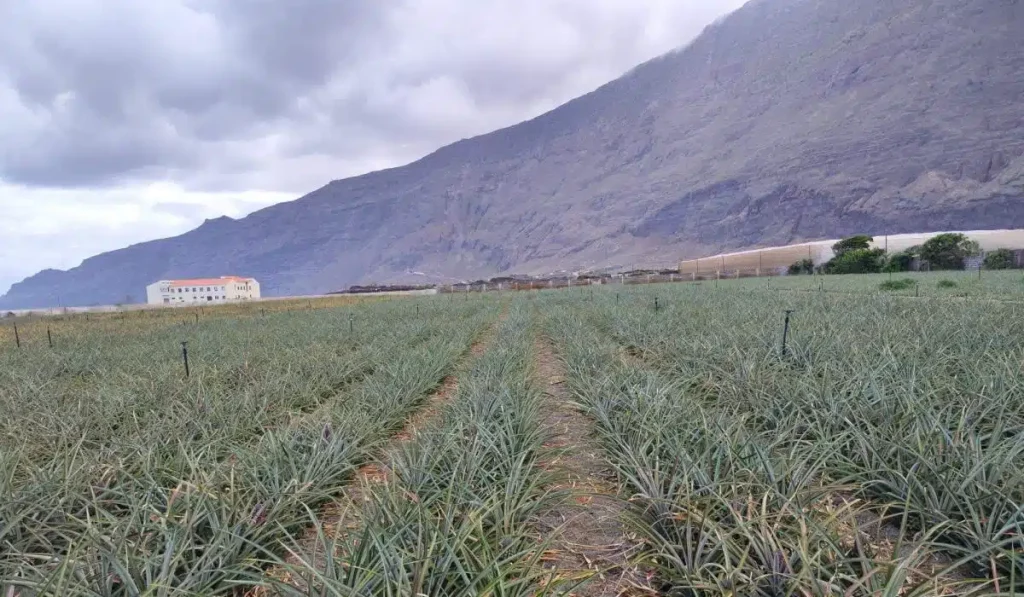 HiperDino entscheidet sich für Produzenten von El Hierro für den Verkauf von tropischen Ananas.