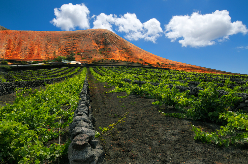 Die Kanarischen Inseln locken Weinliebhaber zur Weinlese im Spätsommer.