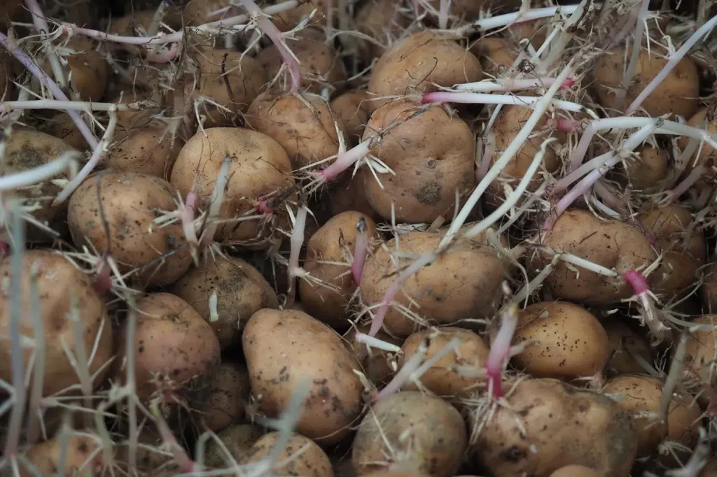 Wiederaufnahme der britischen Kartoffel-Importe auf die Kanaren in Planung.