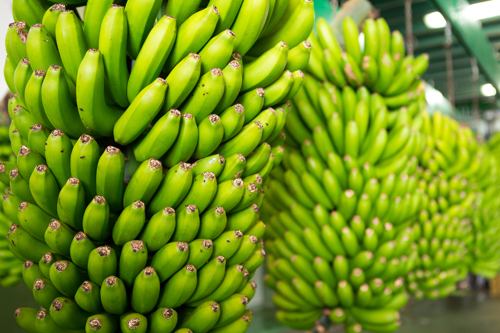 Die Vorteile des täglichen Verzehrs einer kanarischen Banane zum Frühstück